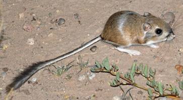 image of Dipodomys merriami, a brown-toned rodent with shiny fur, on bare ground with some stones and a part of plant. Its full body is visible, including its long tufted tail, and limbs. It is facing the right side of the frame