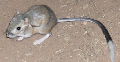 image of Dipodomys spectabilis, a brown-toned rodent, crouched on bare ground. Its full body is in the frame, including its prominent tail with white tufts. It is facing the left, with the left hind limb and a part of the right hind limb visible