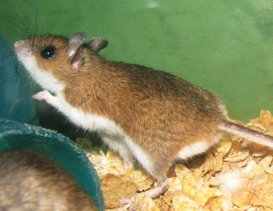 image of Peromyscus maniculatus, a light brown-toned rodent, in a slightly upright position with its left fore limb raised. It is facing the left, with its ears perked up. At the lower left corner is a green container on its side with feed coming out of it