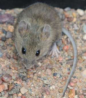image of Reithrodontomys megalotis, a light brown-toned rodent, facing the front with its entirety in the photo. Its tail lays flat on the stony ground, and its left hind limb is visible