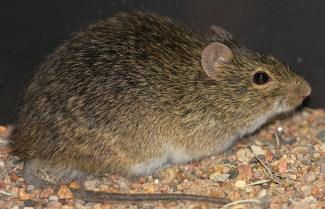 image of Sigmodon hispidus, a dark brown/black rodent, sitting on stony ground, making it appear rotund. Its tail is laying flat on the ground and it is facing the right side
