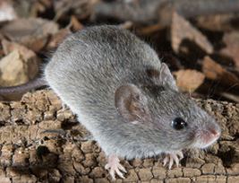 image of Baiomys taylori, a grey-toned mouse, on a brown ground. The mouse is facing the lower right, and takes up the center of the photo with two pink feet in the fore front and its face, wisting so only its right eye is visible