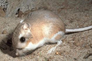 image of Dipodomys ordii, a brown-toned rodent, on bare ground facing the left side of the frame. Its left hind limb is visible, and its dark left eye appears to be looking towards the center