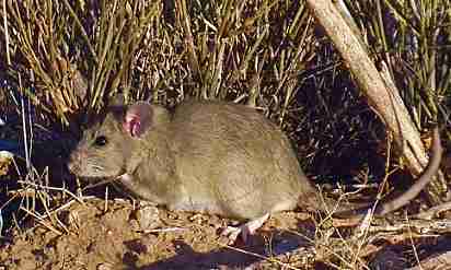 image of Neotoma albigula, a relatively large, brown-toned rodent,  on a ground, in front a shrub. It is facing the left frame, showing a prominently big (left) ear and a thick tail