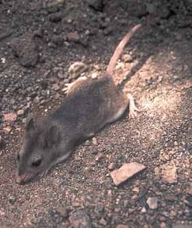 image of Onychomys leucogaster, a grey-toned rodent, on stony ground. It appears to be scurrying away, with its short tail slightly elevated, and its hind limbs visible