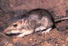 image of Chaetodipus baileyi, a brown-toned mouse, on bare ground. The mouse is looking to the left, and its side profile is shown including its prominent nose, left eye, and limbs