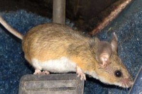 image of Peromyscus eremicus, a light brown-toned rodent, crouched on top of a structure that looks like an open Sherman trap, that is in front of a rod/pole. It is facing the right side of the frame with its large ears and its tail raised