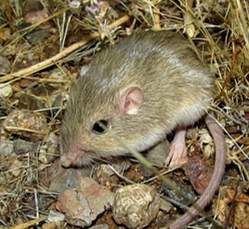 image of Perognathus flavus, a light brown-toned small rodent,  on stony ground surrounded by few grass. It is facing the left side of the frame, showing its left side profile, including its dark-colored left eye, small ear with a white patch behind it