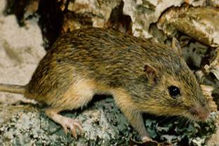 image of Chaetodipus hispidus, a brown-toned mouse with a distinct orange-yellow stripe on the side of the body, on a rock. The mouse is facing the right, with its eye glancing towards the center of the frame