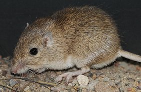 image of Chaetodipus intermedius, a dark brown-toned mouse, on a rocky ground. The mouse is facing the left, with its dark eyes, and left hind limb visible