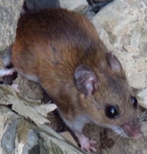 image of Peromyscus leucopus, a dark brown-toned rodent, crouched on the ground with some dead leaves. It is facing the right side of the frame, with its head and body taking up most of the photo