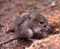 image of Chaetodipus penicillatus, a light brown-toned mouse crouched and on its hind limbs, on bare ground. Most of its right side profile is visible, and it is occupying the center of the photo