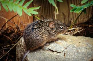image of Sigmodon fulviventer, a dark brown/black rodent with stiff-looking fur, sitting atop a rock. Behind are some vegetation and twigs. It is looking to the right, with its tail hanging at the edge of the rock