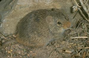 image of Sigmodon ochorognathus, a dark-toned rodent with a distinguishable yellow nose, sitting on bare ground, in front a big rock. It is facing the right with almost both eyes visible